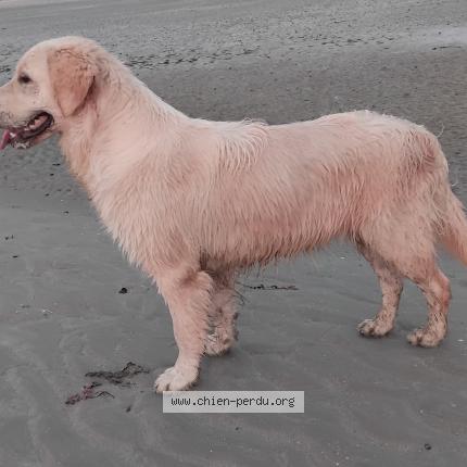 Photo 1/1 Chien retrouvé Perdu à St caradec