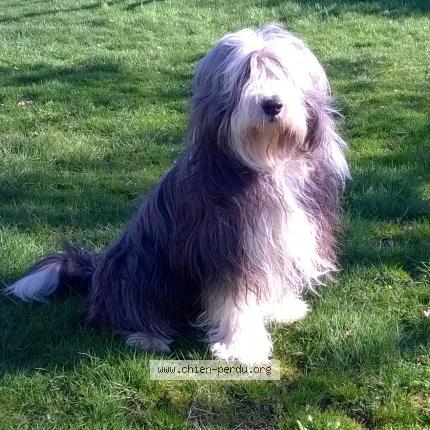 Photo 1/1 Chien retrouvé Perdu à Castelnau de montmiral