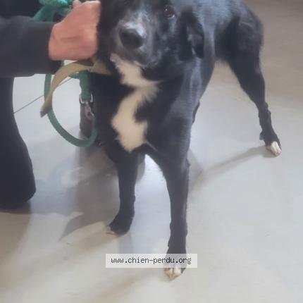 Photo 1/1 Chien retrouvé Trouvé à Lanmeur