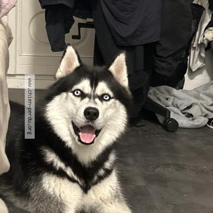 Photo 1/1 Chien retrouvé Trouvé à Marseille