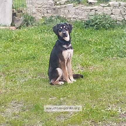 Photo 1/1 Chien retrouvé Perdu à Villemain