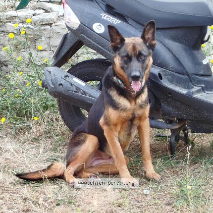 Photo 1/1 Chien retrouvé Perdu à Villemain