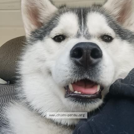 Photo de chien perdu à Sully