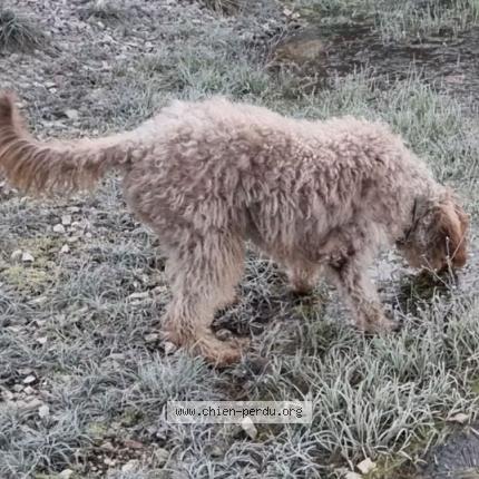 Photo 1/1 Chien retrouvé Perdu à Concots