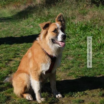 Photo 1/1 Chien retrouvé Perdu à Reault lisse