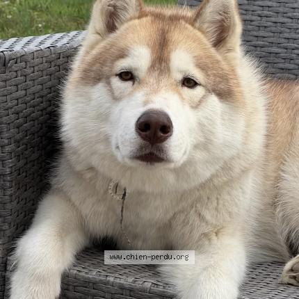 Photo de chien perdu à Ecuelles