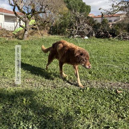 Photo 1/1 Doudou Chien perdu à Cepet