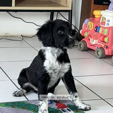 Photo 1/1 Chien retrouvé Perdu à Saint martin la plaine