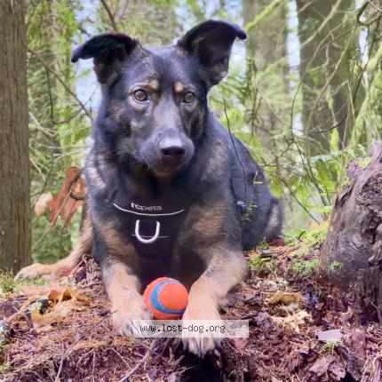Photo 1/1 Chien retrouvé Perdu à N Vancouver