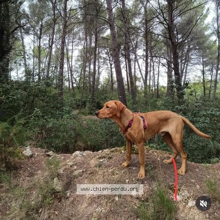 Photo 1/2 Chien retrouvé Perdu à Toulouse
