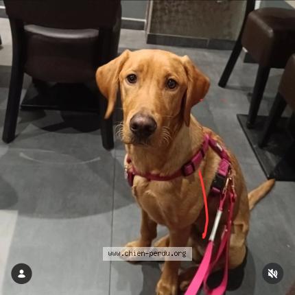 Photo 2/2 Chien retrouvé Perdu à Toulouse