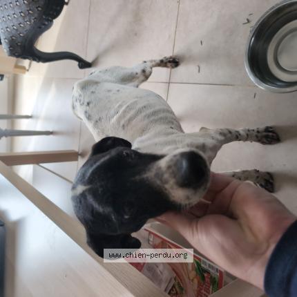 Photo de chien trouvé à Merceuil