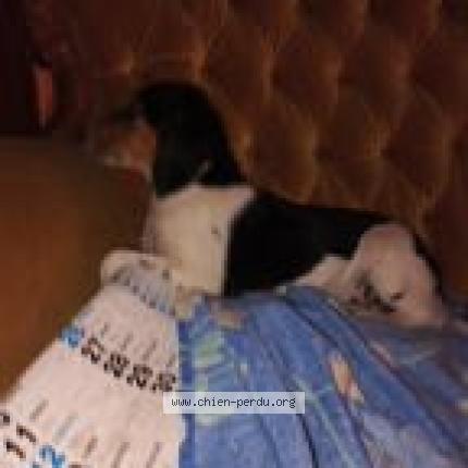 Photo de chien perdu à Borgo