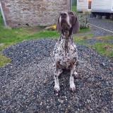 Photo de chien perdu à Kermaria Sulard