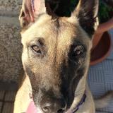 Photo de chien retrouvé à Cerdedo Cotobade Tenorio