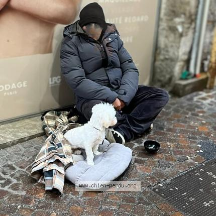 Photo 1/1 Chien trouvé Trouvé à Chambery