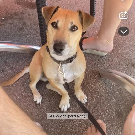 Photo 1/1 Pitt Chien perdu à Plessis robinson