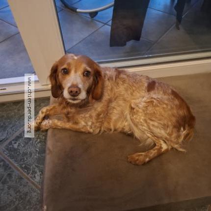 Photo 1/1 Malice Chien perdu à Fresne le plan