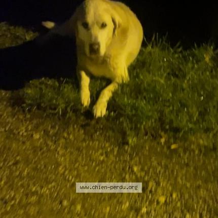 Photo 1/2 Chien retrouvé Trouvé à Bretigny sur orge