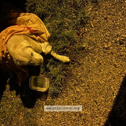 Photo 2/2 Chien retrouvé Trouvé à Bretigny sur orge