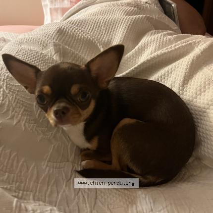 Photo 1/1 Vicky Chien perdu à Paris