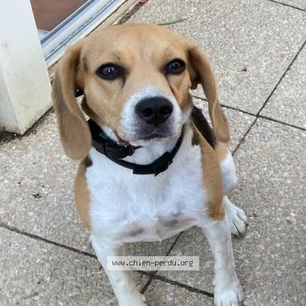 Photo 1/1 Chien retrouvé Perdu à Saint gely du fesc