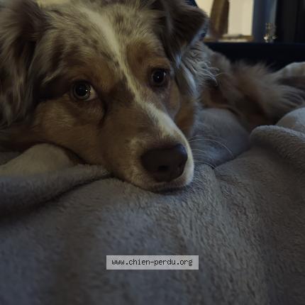 Photo 1/1 Chien retrouvé Perdu à Ozoir la ferriere