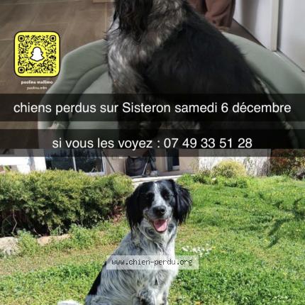 Photo 1/1 Chien retrouvé Perdu à Sisteron