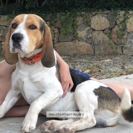 Photo 1/1 Toto Chien perdu à Le muy