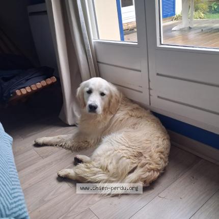 Photo 1/1 Chien retrouvé Perdu à Savigny sur orge