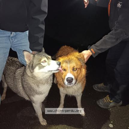 Photo 1/1 Chien trouvé Trouvé à Landujan