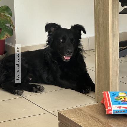 Photo 1/1 Chien trouvé Trouvé à Saint Pierre