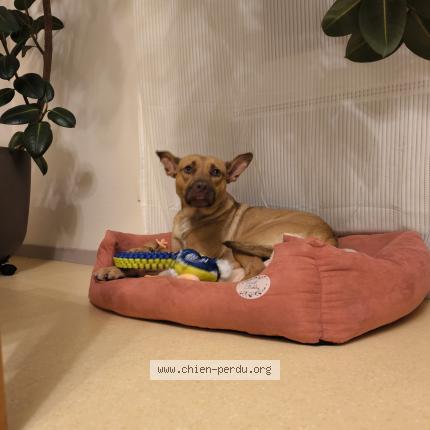 Photo 1/1 Chien retrouvé Perdu à St hilaire de brens