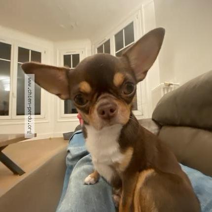 Photo 1/1 Vicky Chien perdu à Paris