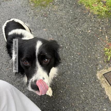 Photo de chien trouvé à Montaigu Vendee