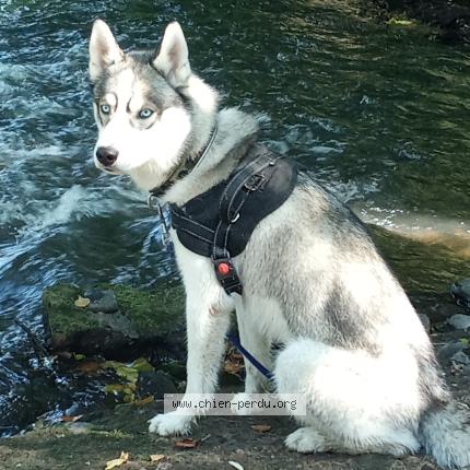 Photo 1/1 Chien retrouvé Perdu à Cercy la tour