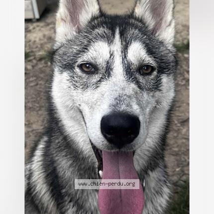 Photo 1/1 Ace Chien perdu à Saint arnoult