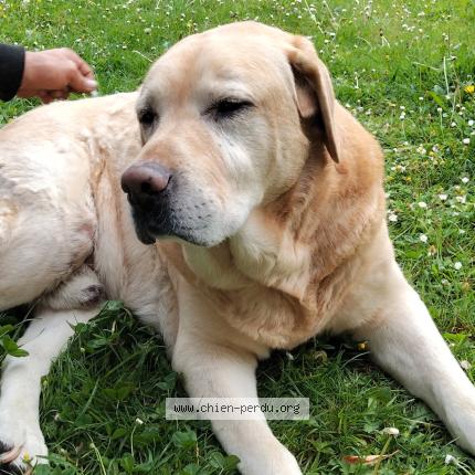 Photo de chien perdu à Espelette