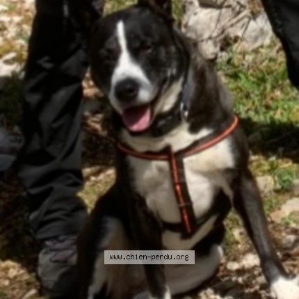 Photo 1/1 Chien retrouvé Perdu à Bagneres de bigorre