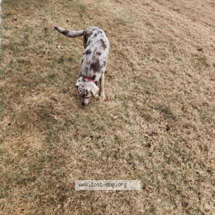 Photo 1/1 Chien trouvé Trouvé à Broken arrow