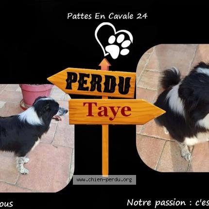 Photo 1/1 Taye Chien perdu à St aulaye puymangou