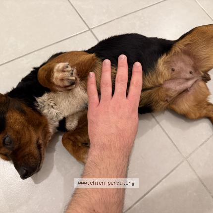Photo 1/1 Chien retrouvé Trouvé à Montluel