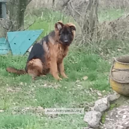 Photo 1/1 Chien trouvé Trouvé à Les plans