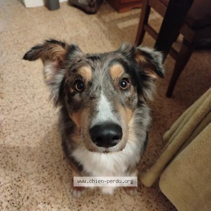 Photo 1/1 Chien retrouvé Perdu à Trivy