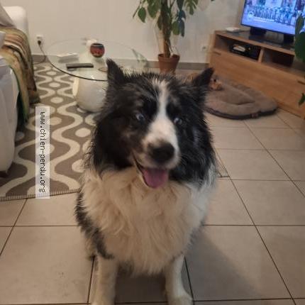 Photo 1/1 Chien retrouvé Trouvé à Bonneville