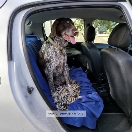 Photo 1/1 Chien retrouvé Perdu à 33760 bellebat