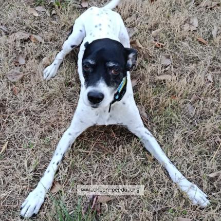 Photo 1/1 Chien retrouvé Perdu à Montpellier