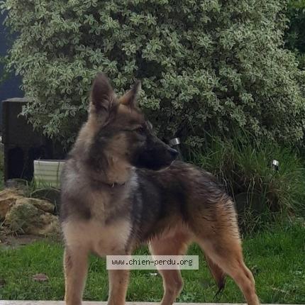 Photo de chien perdu à Cauzac