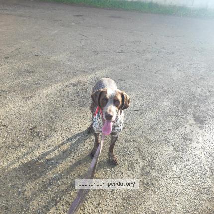 Photo 1/1 Chien trouvé Trouvé à Cailloux sur fontaines