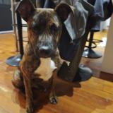 Photo de chien trouvé à Alan